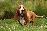 BASSET HOUND 077